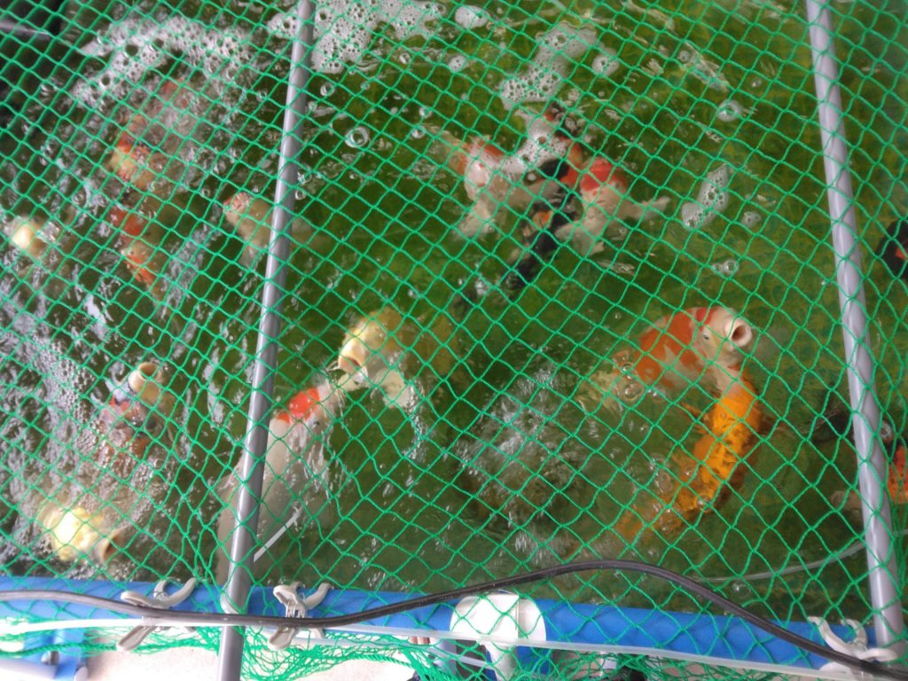 錦鯉の飼育について