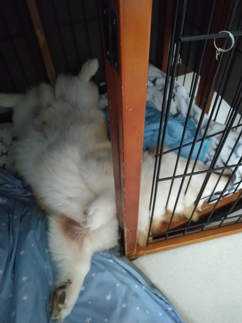 コーギー犬のへそ天