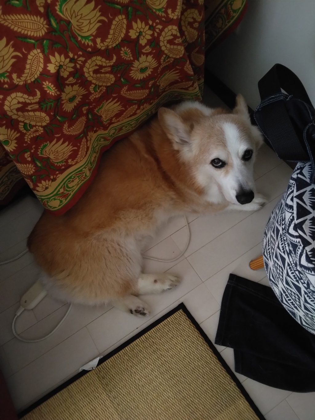コーギー犬。反省中。