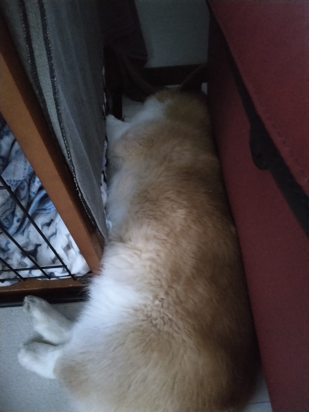 コーギー犬のお昼寝